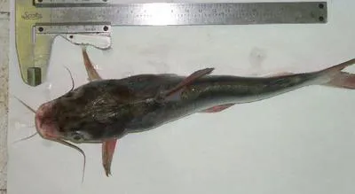 Dark sea catfish (Cathorops melanopus)