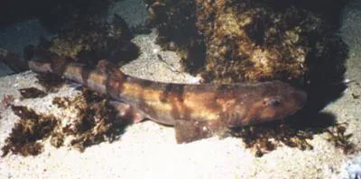 Dark shyshark (Haploblepharus pictus)