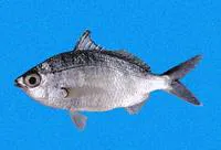 Dark-spot mojarra (Eucinostomus entomelas)