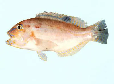 Dark-spot tuskfish (Choerodon monostigma)