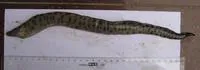 Dark-spotted moray (Enchelycore kamara)