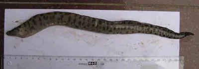 Dark-spotted moray (Enchelycore kamara)