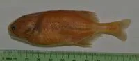 Dark stonebasher (Pollimyrus nigricans)