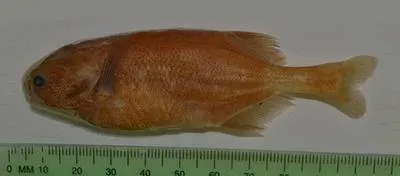 Dark stonebasher (Pollimyrus nigricans)