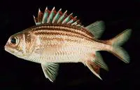 Dark-striped squirrelfish (Sargocentron praslin)