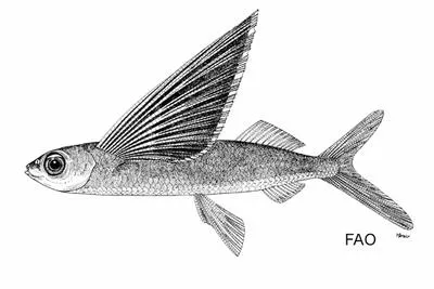 Darkbar flyingfish (Cypselurus hexazona)