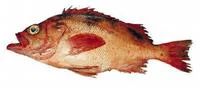 Darkblotched rockfish (Sebastes crameri)
