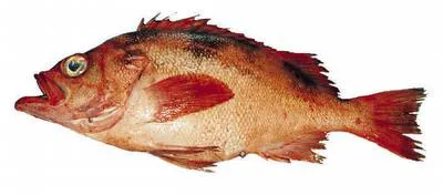 Darkblotched rockfish (Sebastes crameri)