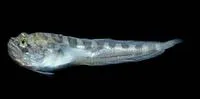 Darkedge midshipman (Porichthys analis)
