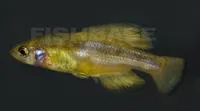 Darkedged splitfin (Girardinichthys multiradiatus)