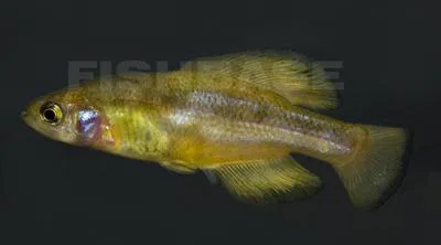 Darkedged splitfin (Girardinichthys multiradiatus)