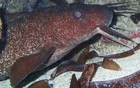 Darkfin eel catfish (Plotosus limbatus)
