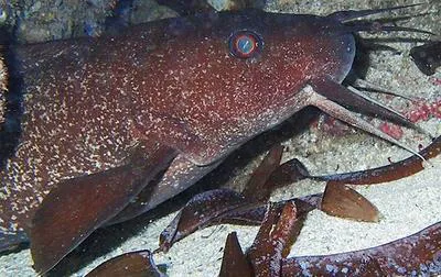 Darkfin eel catfish (Plotosus limbatus)