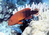 Darkfin hind (Cephalopholis urodeta)