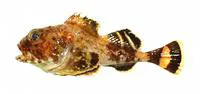 Darkfin sculpin (Malacocottus zonurus)