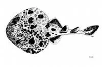 Darkfinned numbfish (Narcine maculata)