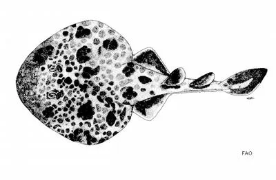 Darkfinned numbfish (Narcine maculata)
