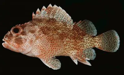 Darkspotted scorpionfish (Sebastapistes tinkhami)