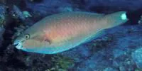 Darktail parrotfish (Scarus fuscocaudalis)