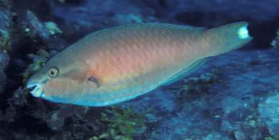 Darktail parrotfish (Scarus fuscocaudalis)