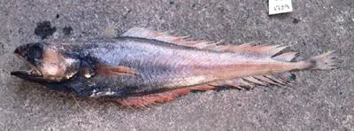Darktip cod (Physiculus nigrescens)