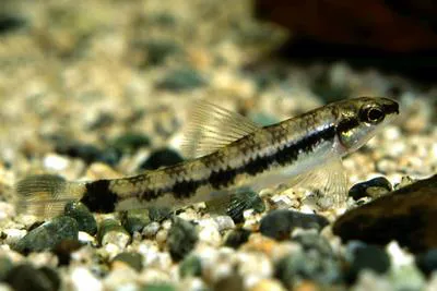 Darter characin (Characidium fasciatum)