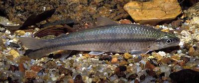 Darter characine (Apareiodon affinis)