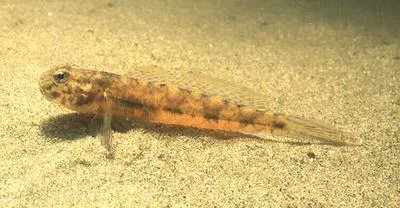 Darter goby (Ctenogobius boleosoma)