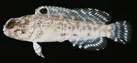 Darwin jawfish (Opistognathus darwiniensis)