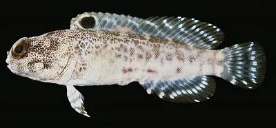 Darwin jawfish (Opistognathus darwiniensis)