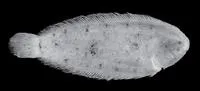 Darwin Sole (Leptachirus darwinensis)