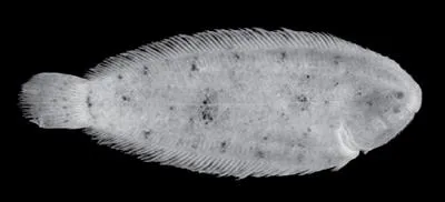 Darwin Sole (Leptachirus darwinensis)