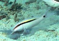 Dash-and-dot goatfish (Parupeneus barberinus)