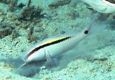 Dash-and-dot goatfish (Parupeneus barberinus)