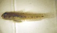 Dash goby (Ctenogobius saepepallens)