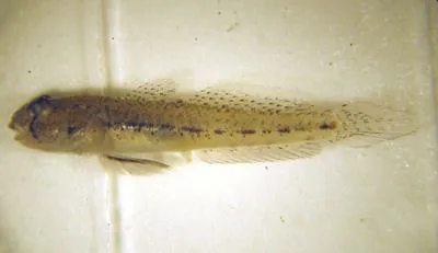 Dash goby (Ctenogobius saepepallens)