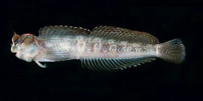 Dashed-line blenny (Blenniella interrupta)