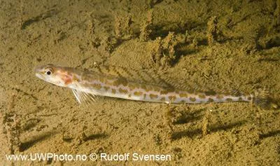Daubed shanny (Leptoclinus maculatus)