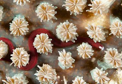 Davao pughead pipefish (Bulbonaricus davaoensis)