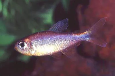 Dawn tetra (Hyphessobrycon eos)