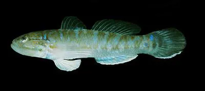 Day's goby (Acentrogobius dayi)