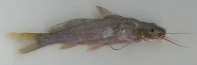 Day's mystus (Mystus bleekeri)