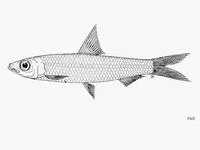Day's round herring (Dayella malabarica)