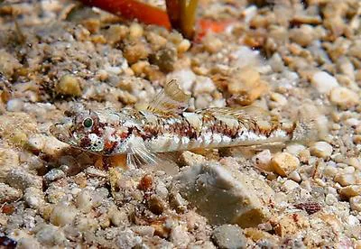 De Buen's goby (Buenia affinis)