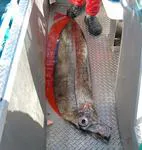 Dealfish (Trachipterus arcticus)