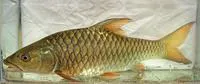 Deccan mahseer (Tor khudree)