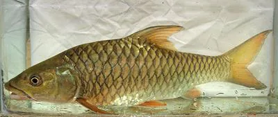 Deccan mahseer (Tor khudree)