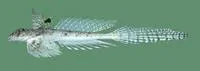 Decorated dragonet (Callionymus decoratus)