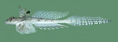 Decorated dragonet (Callionymus decoratus)