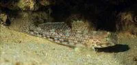 Decorated goby (Istigobius decoratus)